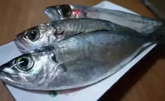 海南小巷深处的秘密花园，揭秘特色小店风情