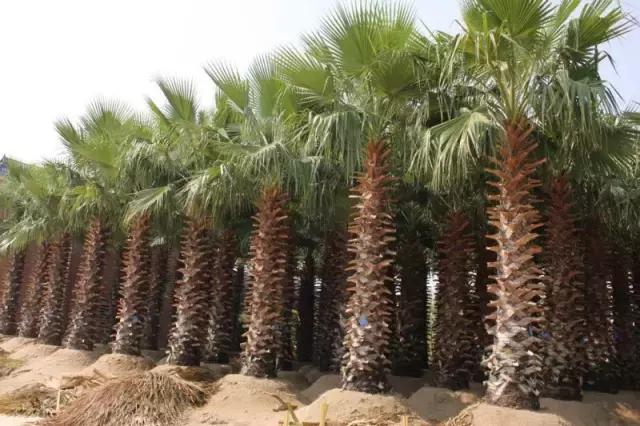 海南小巷深处的秘密花园,揭秘特色小店风情